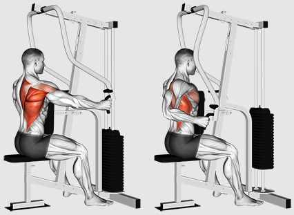 আমাদের কি আরও ভাল ব্যাক প্রশিক্ষণের জন্য সারি বা টানগুলিতে ফোকাস করা উচিত?